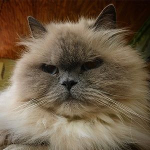 Meet your Posher, Abe